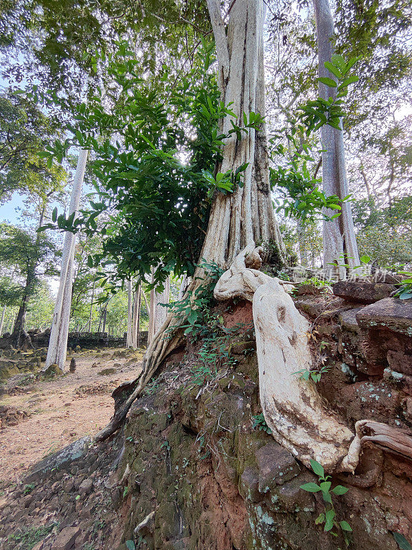 柬埔寨柯岛，Prasat Chrap寺的大树